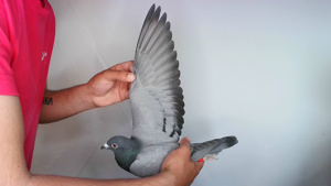 Pigeon image
