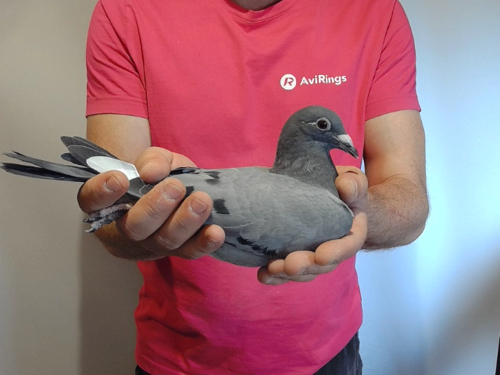 Pigeon image