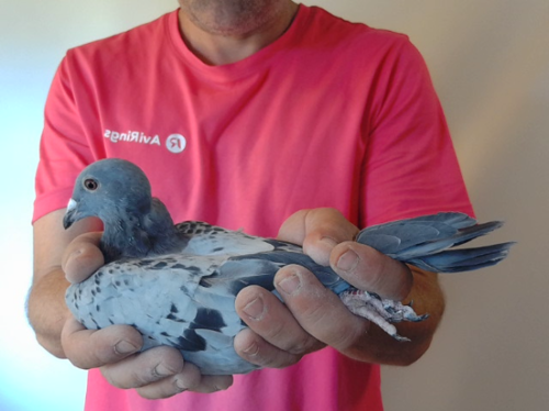 Pigeon image