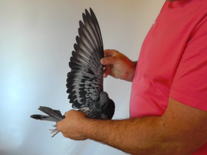 Pigeon image