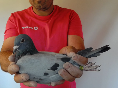 Pigeon image