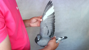 Pigeon image