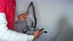 Pigeon image