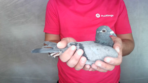 Pigeon image