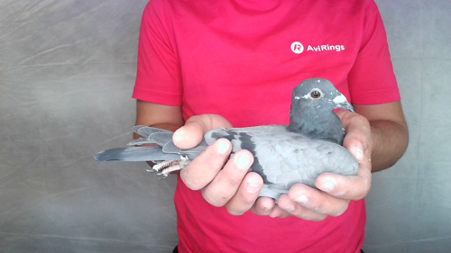 Pigeon image
