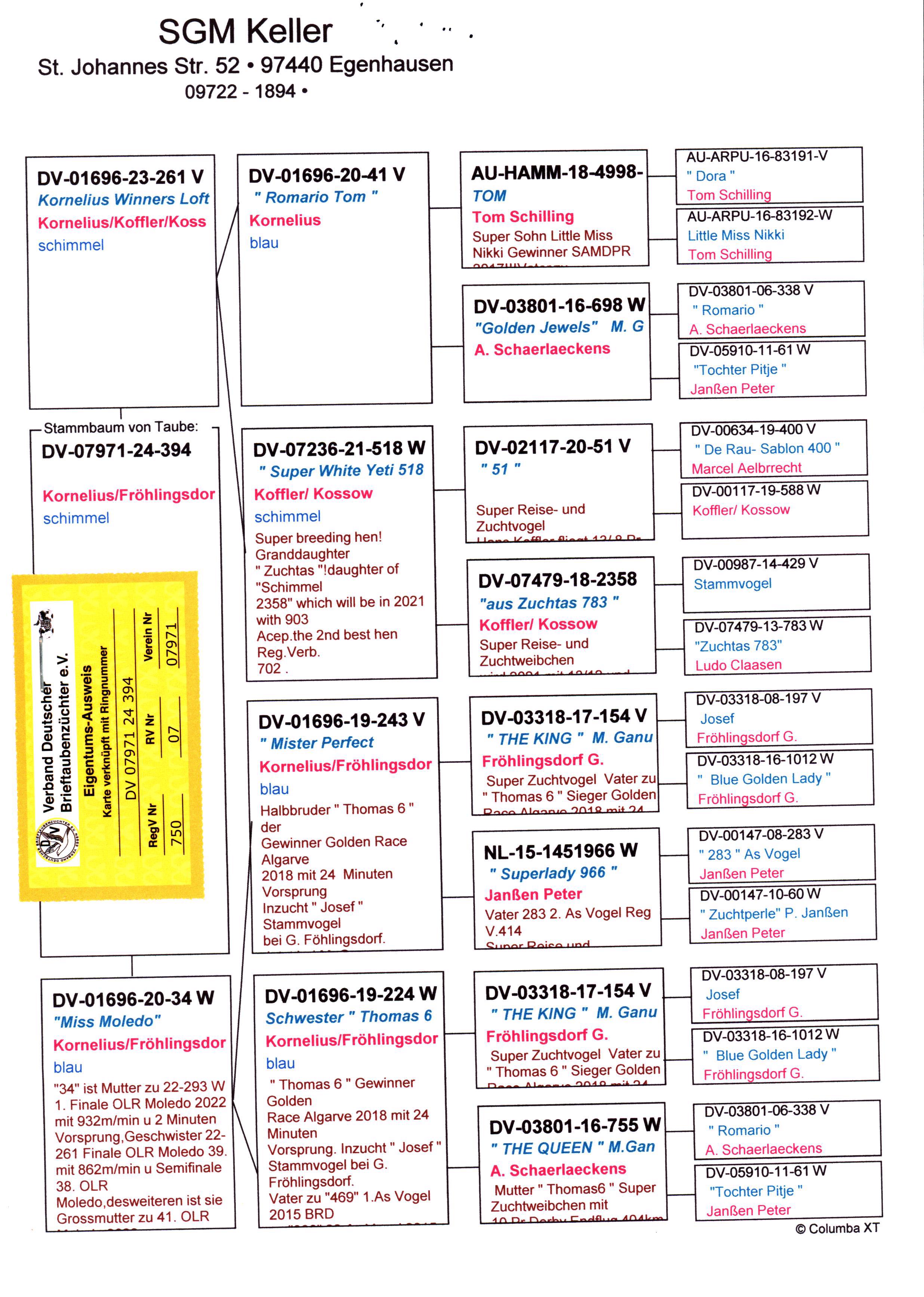 Pigeon pedigree image