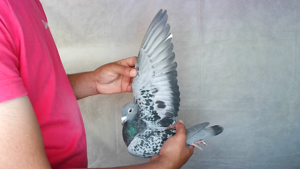 Pigeon image