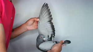 Pigeon image