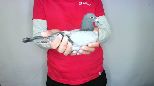 Pigeon image