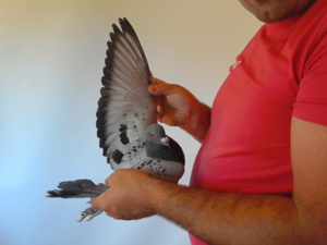 Pigeon image