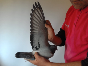 Pigeon image
