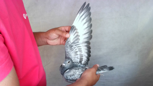 Pigeon image
