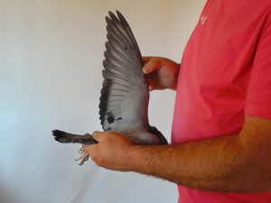 Pigeon image