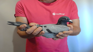 Pigeon image