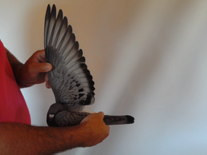 Pigeon image