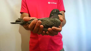 Pigeon image