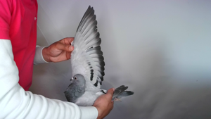 Pigeon image