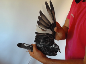 Pigeon image