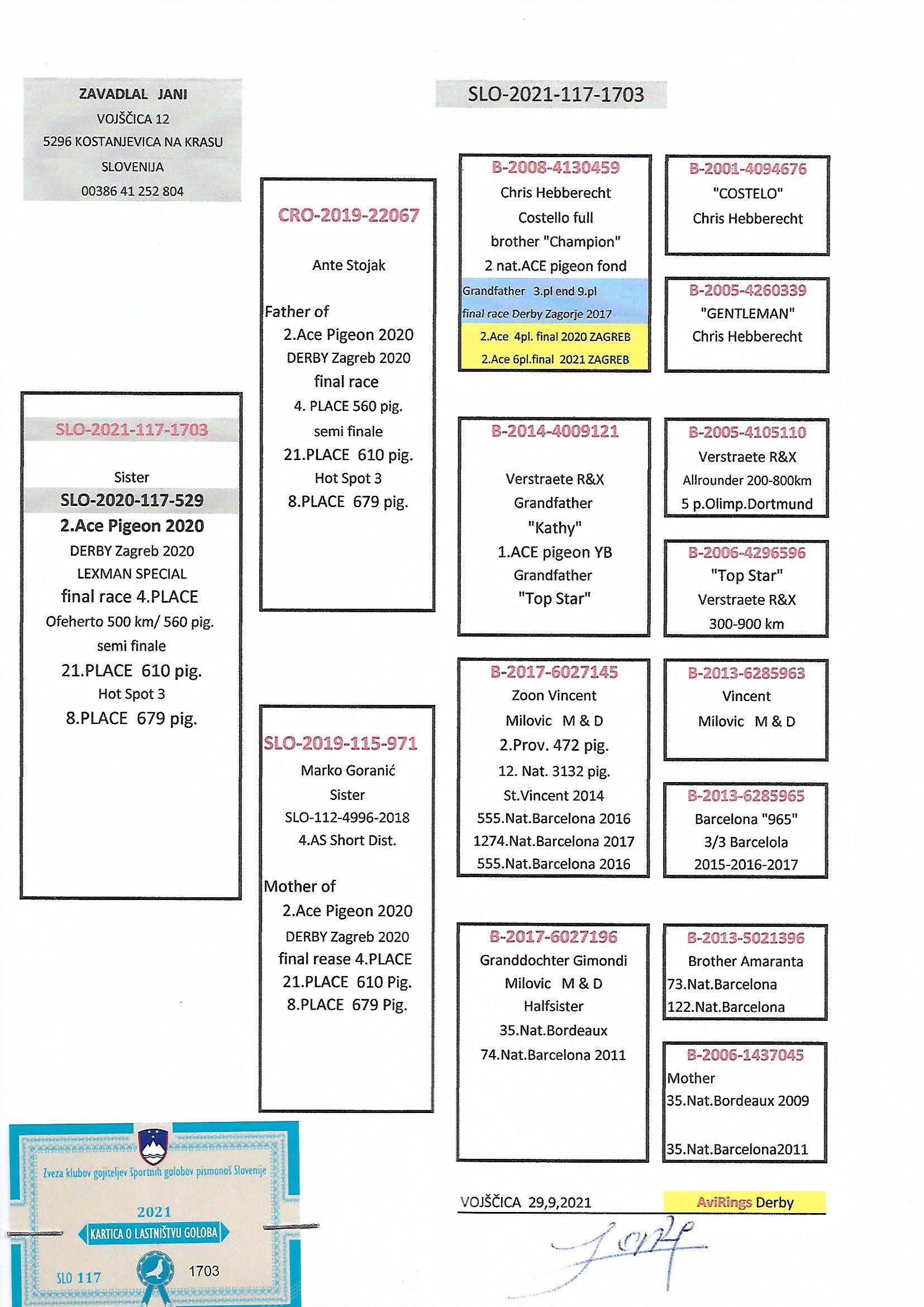Pigeon pedigree image
