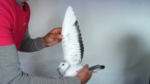 Pigeon image