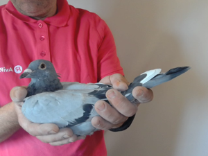 Pigeon image