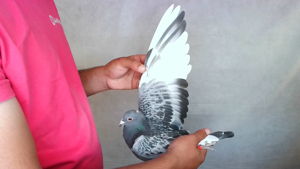 Pigeon image