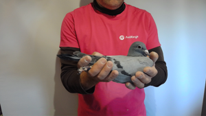 Pigeon image