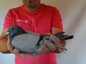 Pigeon image