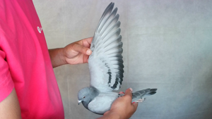 Pigeon image