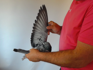 Pigeon image