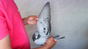 Pigeon image