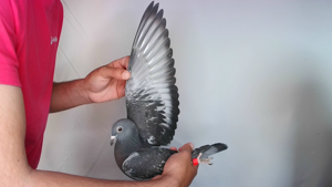 Pigeon image