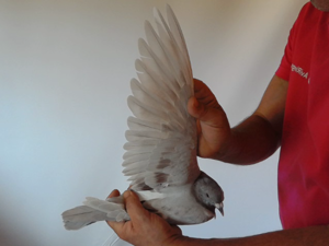 Pigeon image