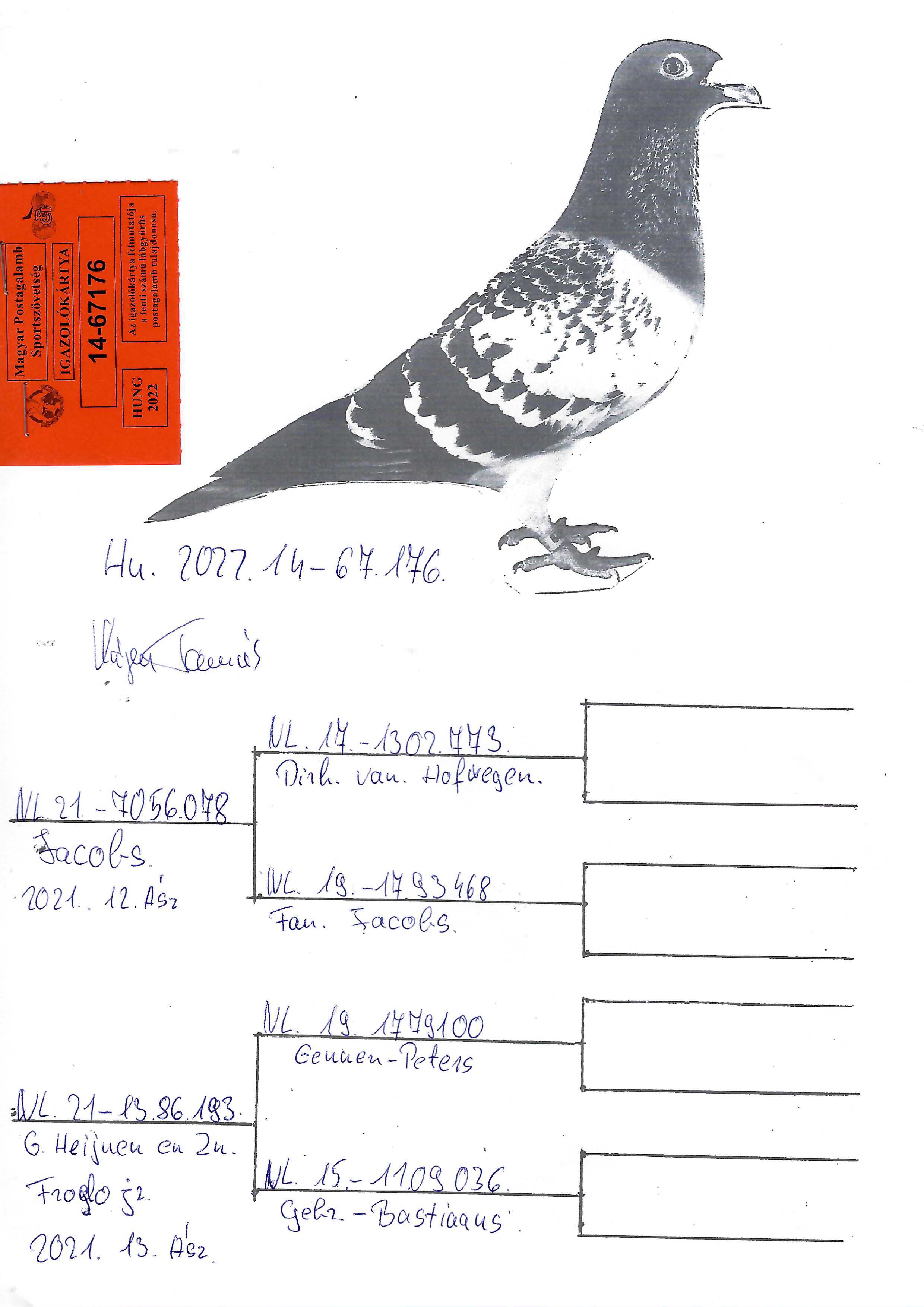 Pigeon pedigree image