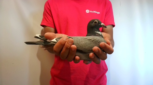 Pigeon image