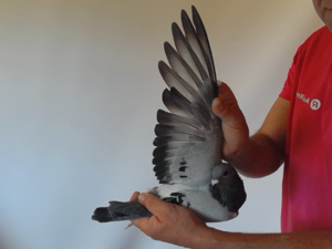 Pigeon image