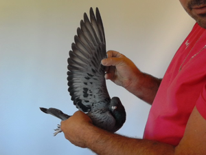 Pigeon image