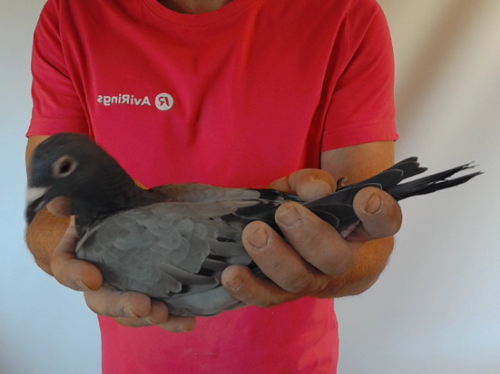 Pigeon image