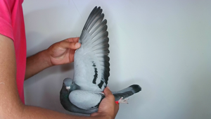 Pigeon image