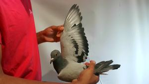 Pigeon image