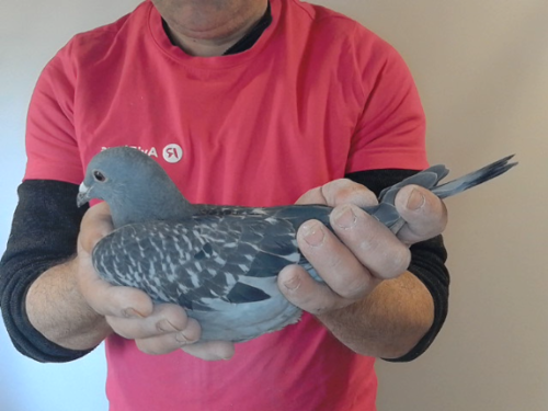 Pigeon image