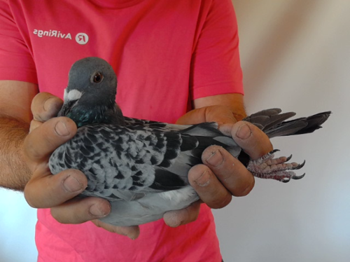 Pigeon image