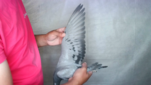 Pigeon image