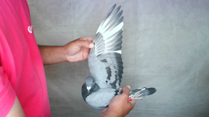 Pigeon image