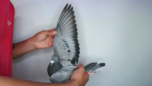 Pigeon image
