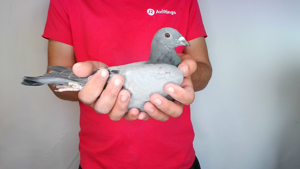 Pigeon image