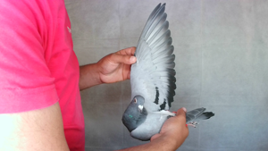 Pigeon image