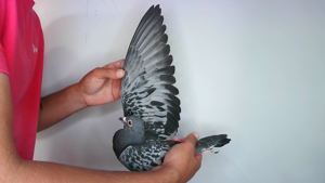Pigeon image