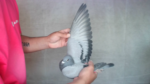 Pigeon image