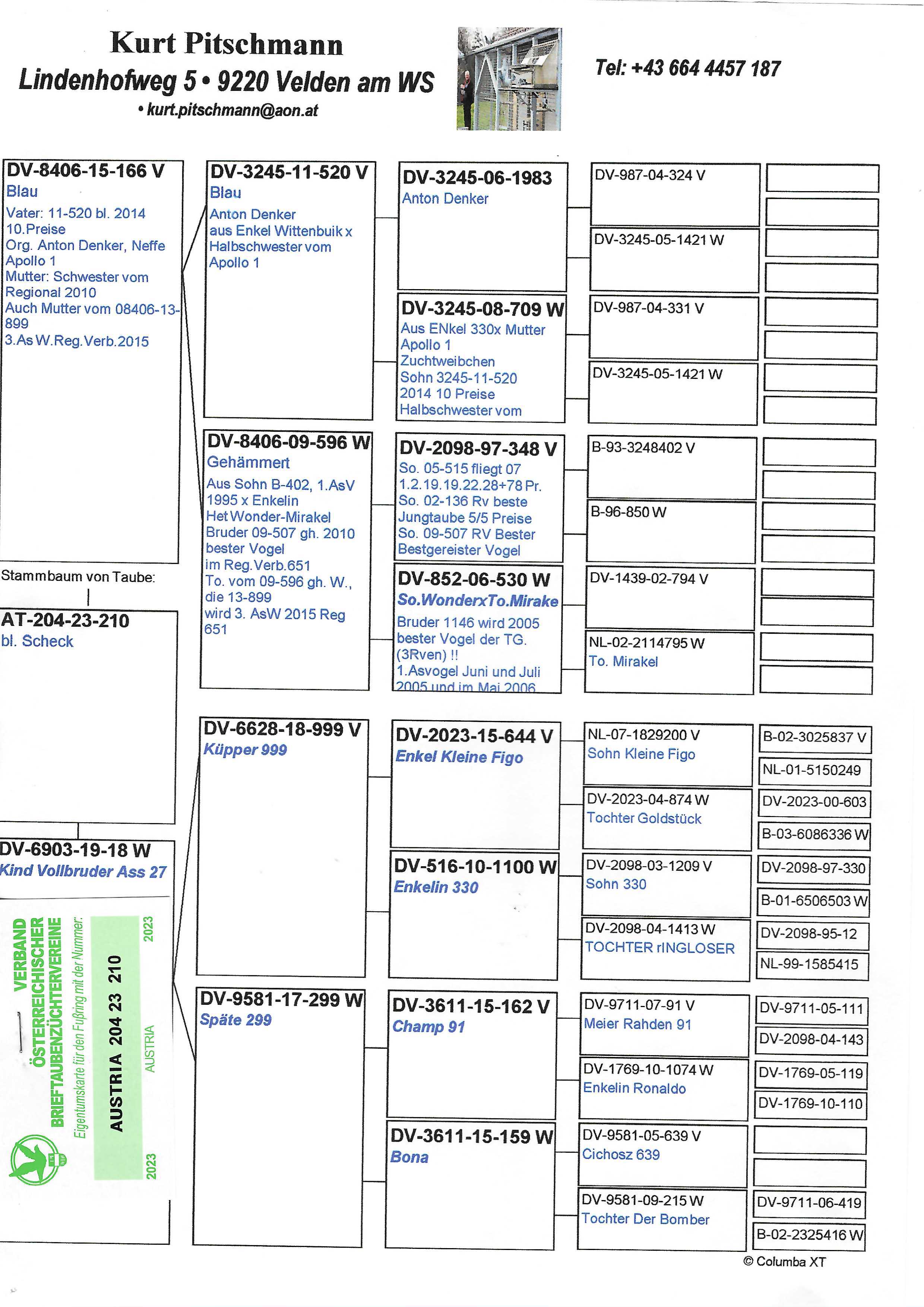 Pigeon pedigree image